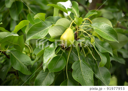Green unripe pear fruit grows on tree branch among leaves 91977953