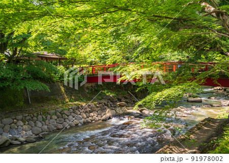 （静岡県）修善寺温泉　桂川沿いのモミジの新緑 91978002