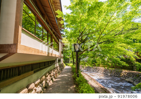 （静岡県）修善寺温泉　桂川沿いのモミジの新緑 91978006