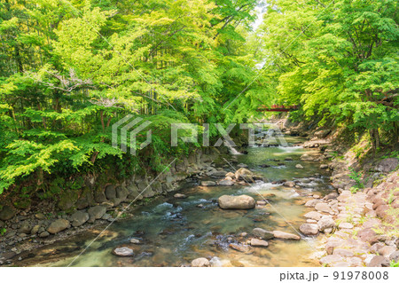 (静岡県)修善寺温泉 桂川沿いのモミジの新緑 (静岡県)修善寺温泉 桂川沿いのモミジの新緑 91978008