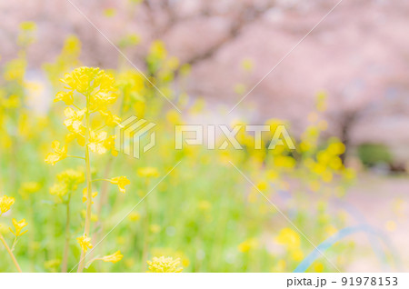 満開の桜と菜の花 91978153