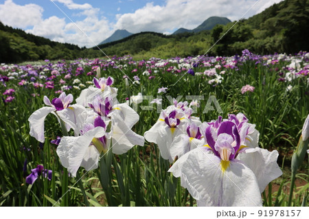 花菖蒲 91978157