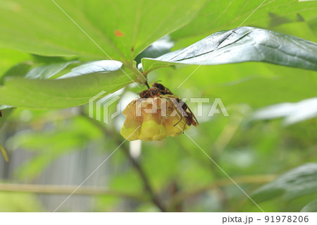 葉の下で蜂が巣を作っている 91978206