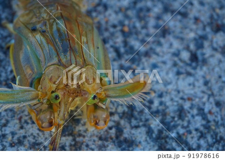 シャコ　蝦蛄　海　釣り 91978616