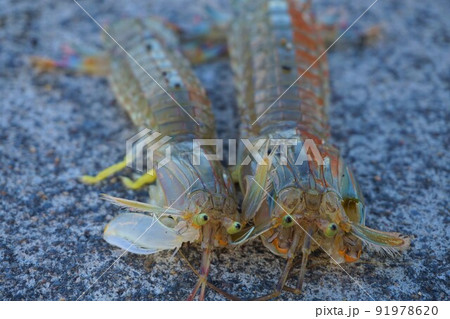 シャコ　蝦蛄　海　釣り 91978620