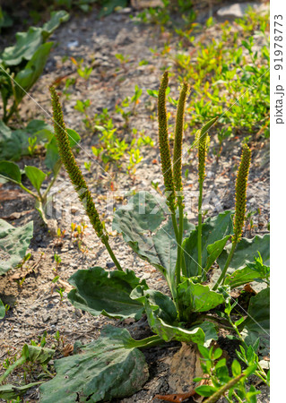 Plantain flowering plant with green leaf. Plantago major leaves and flowers, broadleaf plantain, white man's foot or greater plantain Plantain flowering plant with green leaf. Plantago major leaves and flowers, broadleaf plantain, white man's foot or greater plantain 91978773