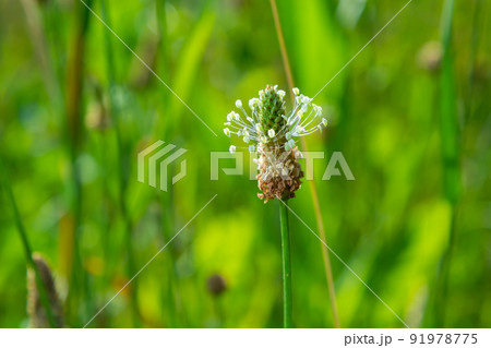 The lanceolata plantain, Plantago lanceolata, is a medicinal herb that has anti-cough properties and has anti-inflammatory and antibiotic effects 91978775