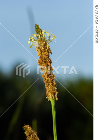 Plantago lanceolata is a species of flowering plant in the plantain family Plantaginaceae. It is known by the common names ribwort plantain and narrowleaf plantain 91978776