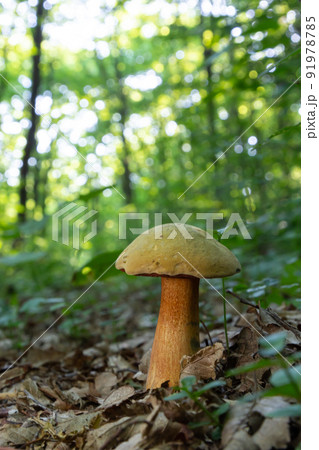 Suillellus luridus, formerly Boletus luridus, commonly known as the lurid bolete with forest trees in the background 91978785