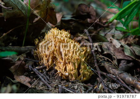 Ramaria stricta mushrooms growing in the forest. Ramaria Stricta 91978787