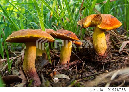 Suillellus luridus, formerly Boletus luridus, commonly known as the lurid bolete with forest trees in the background 91978788