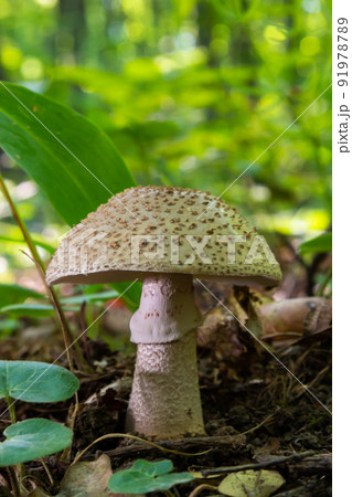 Two young mushrooms grow in the woods. Edible Blusher fungi Amanita rubescens 91978789