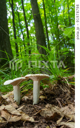 Lactarius piperatus or Peppery milkcap, widespread and popular edible mushroom, well known for its peppery, white milk 91978798