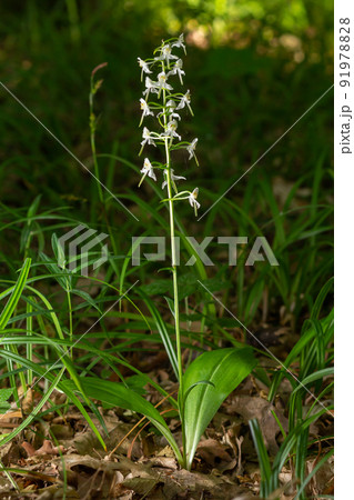 Lesser Butterfly-orchid - Platanthera bifolia, beautiful white flowering plant from European meadows and marshes Lesser Butterfly-orchid - Platanthera bifolia, beautiful white flowering plant from European meadows and marshes 91978828