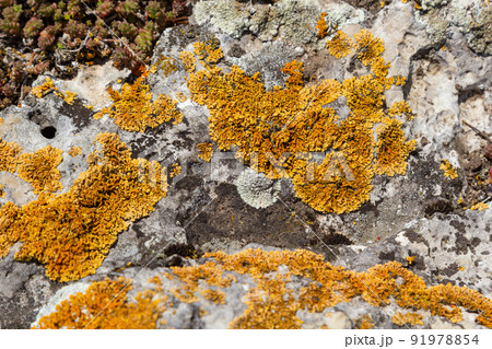 Plenty of small golden colored maritime sunburst lichen, xanthoria parietina, with green moss and some small rocks. Closeup macro image from a walking bridge in Espoo, Finland. Springtime 91978854