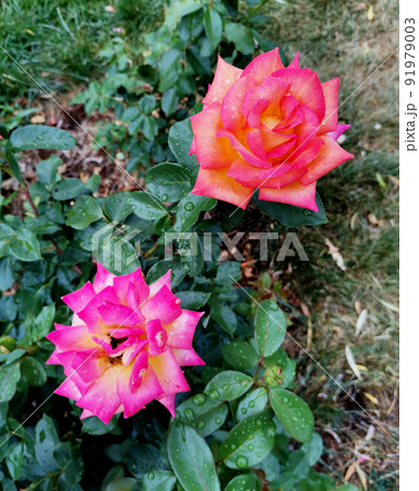 Candy pink and flaming orange tea roses in botanical garden Candy pink and flaming orange tea roses in botanical garden 91979003