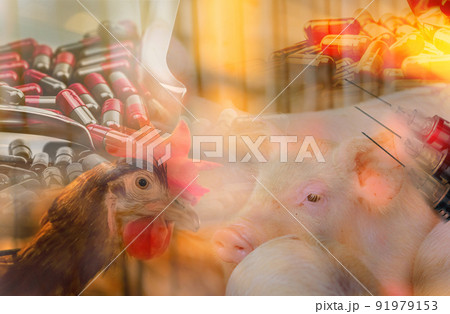 Chickens and pigs in livestock farms use antibiotics. Antibiotic drug resistance problem. Commercial poultry farming. Poultry and pork industry. Global food crisis concept. Antibiotic pills and needle 91979153
