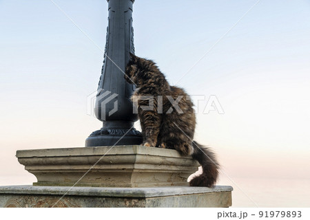 Cat near the lantern 91979893