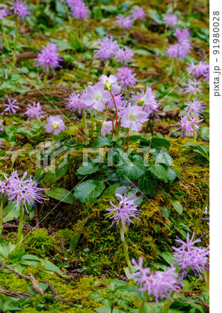 富山舟戸イワウチワ群生地のショウジョウバカマ 91980028