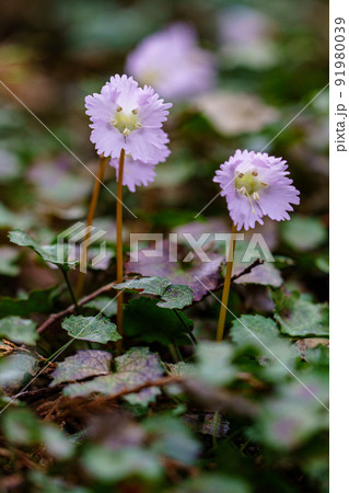 富山舟戸イワウチワ群生地 栃木県那珂川町の春の景色 91980039