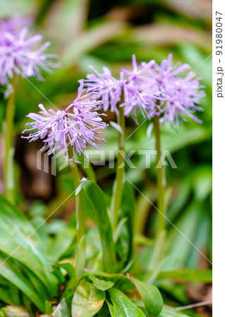 富山舟戸イワウチワ群生地のショウジョウバカマ 91980047
