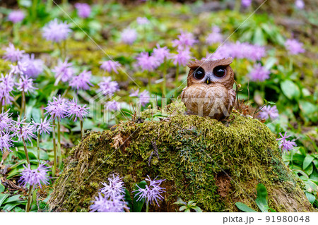 富山舟戸イワウチワ群生地のショウジョウバカマ 91980048