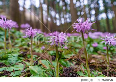 富山舟戸イワウチワ群生地のショウジョウバカマ 91980050