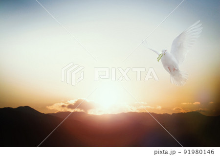 空 鳩 白 91980146