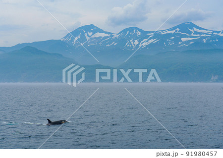 世界遺産知床　シャチクルーズ　北海道観光 91980457