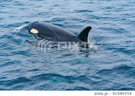 世界遺産知床 シャチクルーズ 北海道観光 世界遺産知床 シャチクルーズ 北海道観光 91980458