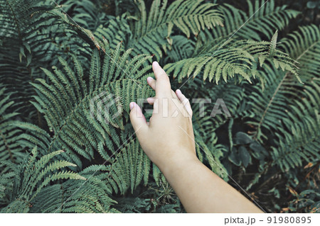 Connecting with nature. Womans hand gently touches green leaves of fern. Wellbeing and harmony Connecting with nature. Womans hand gently touches green leaves of fern. Wellbeing and harmony 91980895