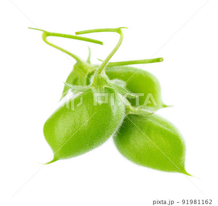 Green chickpeas in the pod, isolated on white background. Cicer arietinum. Clipping path. 91981162