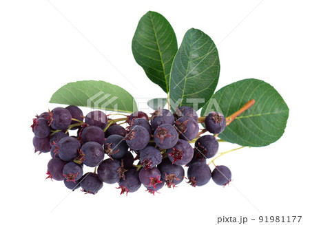 Saskatoon berries isolated on white background. Amelanchier, shadbush, juneberry, irga or sugarplum ripe berries. 91981177