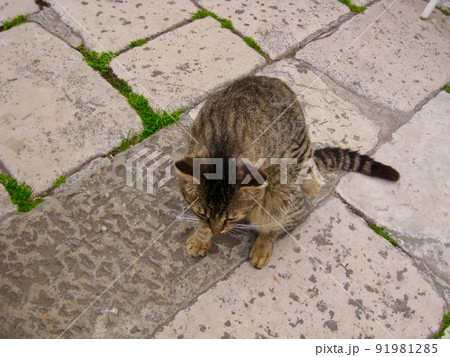 蹲る茶虎の猫 91981285