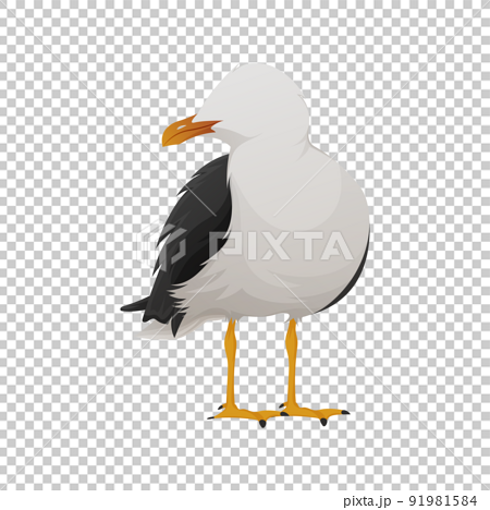 Seagull, vector illustration, cartoon style. Seabird on isolated background, wildlife.  91981584