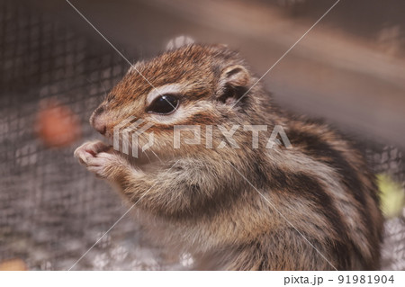 檻の中のシマリス 91981904