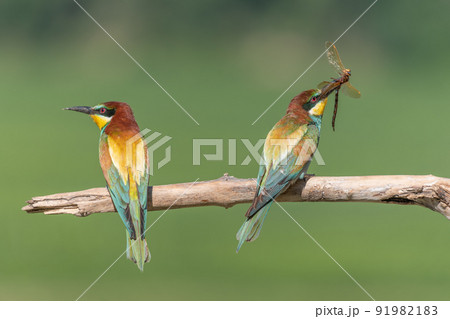 Two european Bee-eater (Merops apiaster) perched on branch with a dragonfly in its beak. 91982183