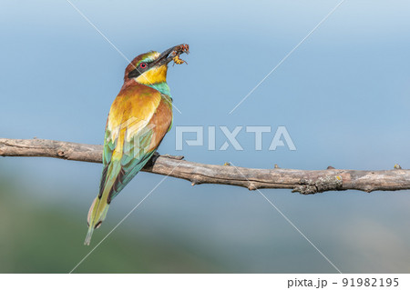 European Bee-eater (Merops apiaster) perched on branch with a european hornet bee in its beak. European Bee-eater (Merops apiaster) perched on branch with a european hornet bee in its beak. 91982195
