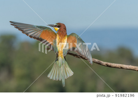 European bee-eater in flight in front of the nesting colony. European bee-eater in flight in front of the nesting colony. 91982196