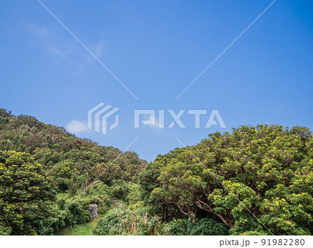 夏の伊豆山稜線歩道の風景 夏の伊豆山稜線歩道の風景 91982280