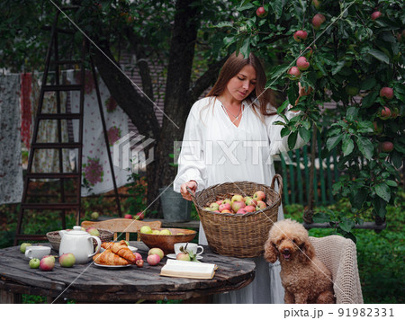 middle-aged woman picks apples in the garden. 91982331