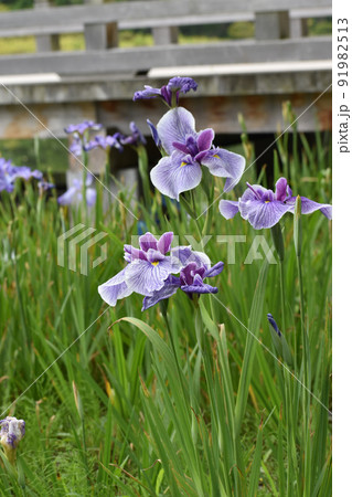 初夏に咲いた紫の花ショウブ 初夏に咲いた紫の花ショウブ 91982513