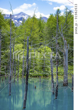 新緑を迎えた美瑛 青い池と十勝岳 91982633