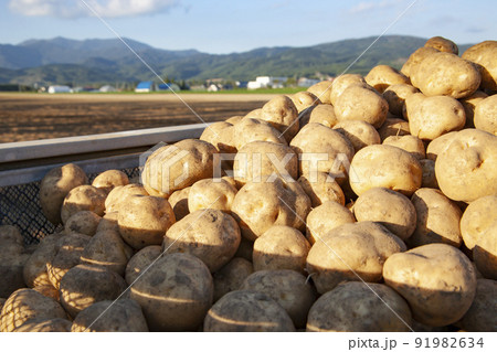 北海道今金町 日本一の男しゃくいも 91982634