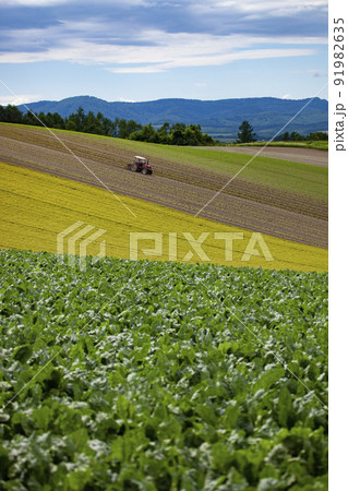 広大な美瑛の丘で作業するトラクター 91982635