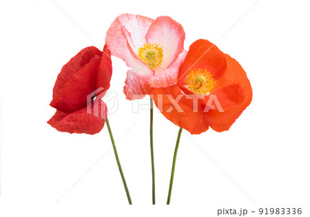 beautiful poppies isolated beautiful poppies isolated 91983336