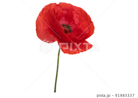 beautiful poppies isolated beautiful poppies isolated 91983337