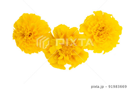 marigolds isolated marigolds isolated 91983669