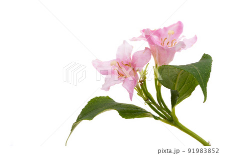 weigela flowers isolated weigela flowers isolated 91983852
