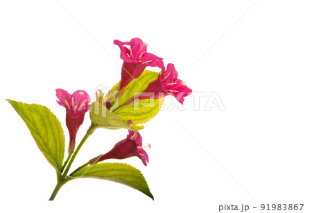 weigela flowers isolated 91983867